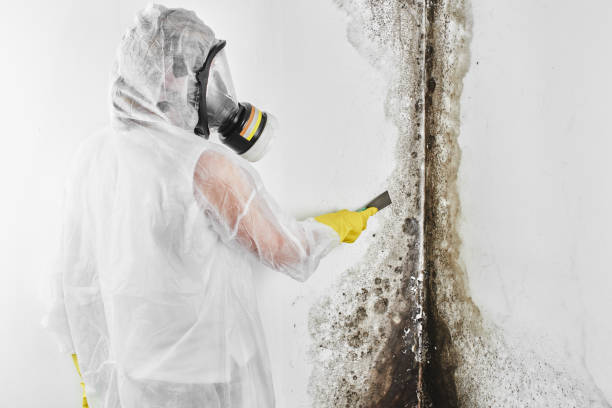 Best Attic Mold Removal  in Woodlake, VA