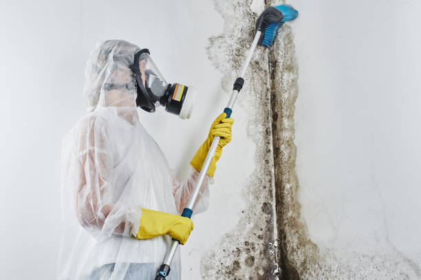 Best Professional Mold Removal  in Woodlake, VA