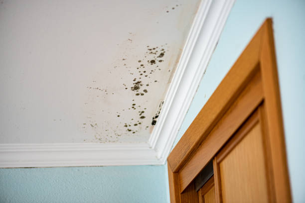 Best Mold Inspection  in Woodlake, VA