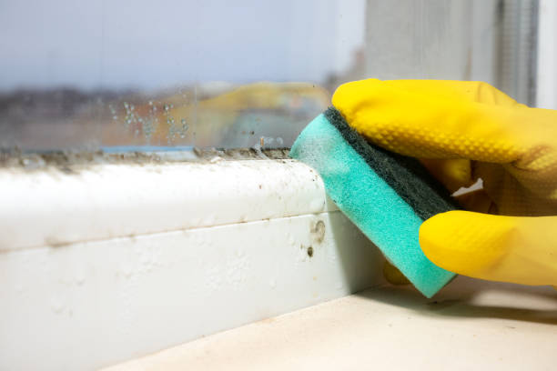 Best Fast Mold Removal  in Woodlake, VA