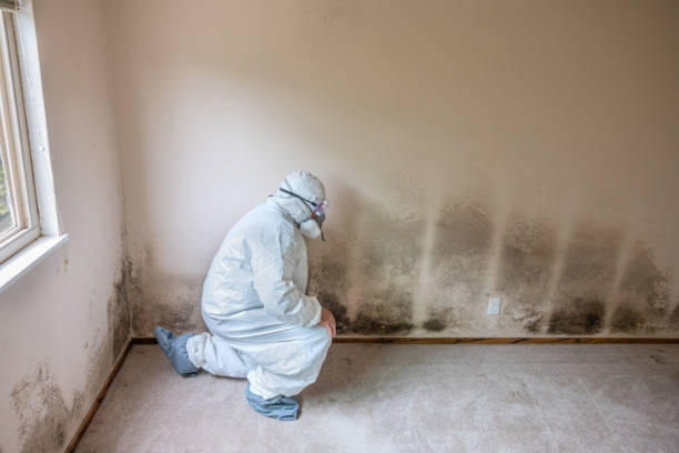 Trusted Woodlake, VA Mold Removal Experts