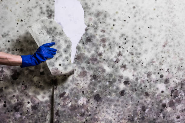 Best Mold Testing  in Woodlake, VA