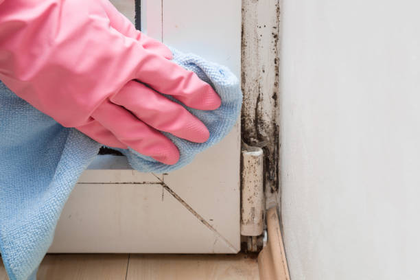 Best Home Mold Removal  in Woodlake, VA
