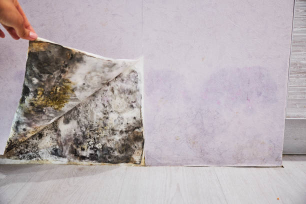 Best Toxic Mold Removal  in Woodlake, VA